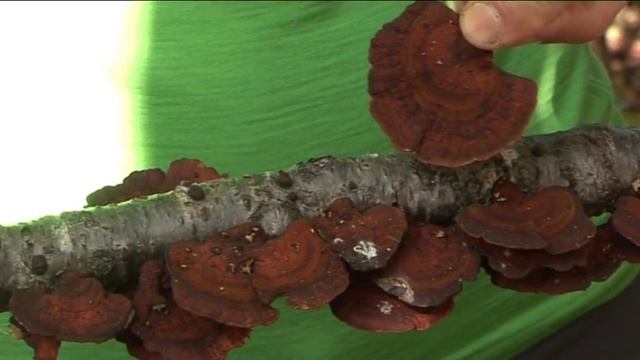 Daedaleopsis Tricolor @ Conoscere I Funghi 30.09.2014