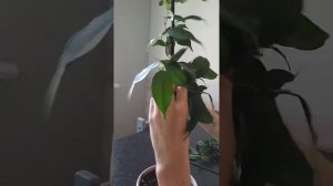 Фикус Бенджамина. Плетение - двойная спираль.
