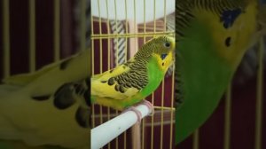 ЗВУКИ ВОЛНИСТОГО ПОПУГАЯ. Обязательно дайте послушать это своему ПОПУГАЮ. Веселые звуки ПОПУГАЙЧИКА