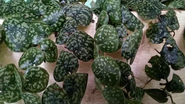 Scindapsus Haask Sp Borneo | Scindapsus Husk Sp Borneo WangsaFarm