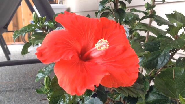 Time Lapse video on Hibiscus flower blooming! Red Hibiscus! смотреть онлайн