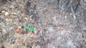 Хвойный опад и хвойный перегной. Мульча для клубники