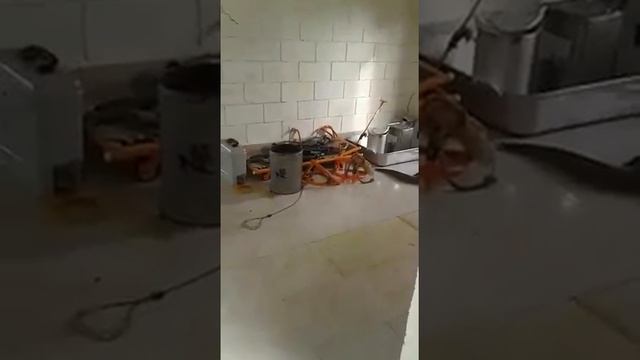 Наглый варан ч. 1 смотреть онлайн