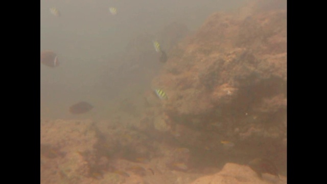 COME IL PESCE NELL ACQUA смотреть онлайн