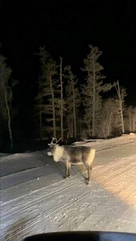 Северные Олени, которые выбегают на дорогу просить хлеба у водителей смотреть онлайн