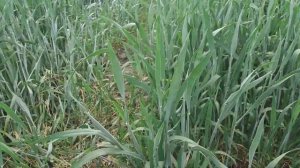 Гумат Калия Натрия с Микроэлементами для Озимой Пшеницы. Листовая обработка в фазах роста Зерновых.