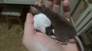 Можно ли мышей самцов держать вместе? Сравнение японской мышки и (стандартной) декоративной мыши