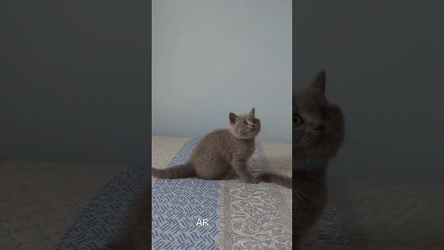 Британские котики Лео и Тото, 25 июля 2023 года смотреть онлайн