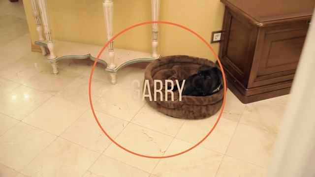 Бельгийский (брюссельский) гриффон. Умная собака. Чемпион - Гарри Шторм. Garry Storm. Видео 1 из 6 смотреть онлайн