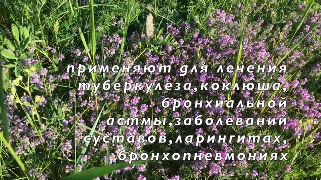 ЧАБРЕЦ (Тимьян Обыкновенный) КАК ВЫГЛЯДИТ. ПОЛЕЗНЫЕ СВОЙСТВА ЧАБРЕЦА смотреть онлайн