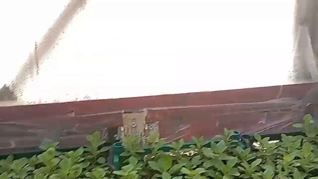 грибы...зимой??? смотреть онлайн