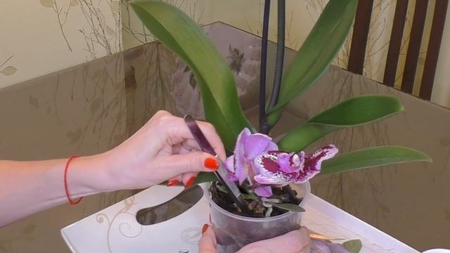 Орхидея с ОСОБЕННОСТЯМИ.../ Отношение к торфгубке у ствола ОДНОЗНАЧНОЕ, важен ПРАВИЛЬНЫЙ УХОД!!!