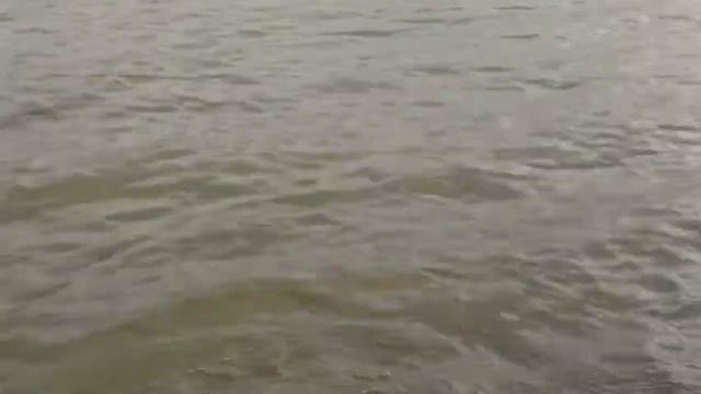 Клыкастый разбойник! смотреть онлайн