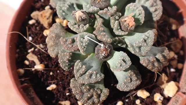 ? Titanopsis calcarea ? [Cuidados + Reproducción + Características] ? смотреть онлайн