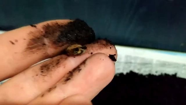 КАК ПОСАДИТЬ КОСТОЧКИ ЛИМОНА? ВЫРАЩИВАНИЕ ЛИМОНА ИЗ КОСТОЧКИ В ДОМАШНИХ УСЛОВИЯХ. смотреть онлайн