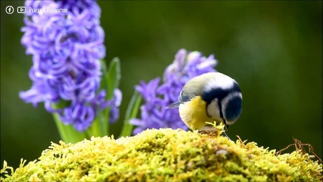 Yспокаивающая музыка для нервов ? лечебная музыка для сердца и сосудов, релакс, музыка для души #13 смотреть онлайн