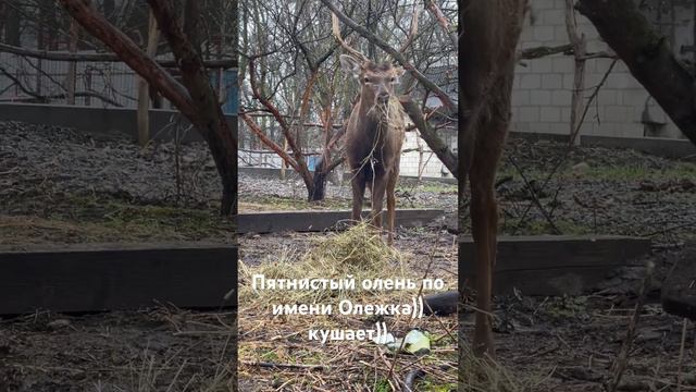 Вот так наш олень проводит день ) смотреть онлайн