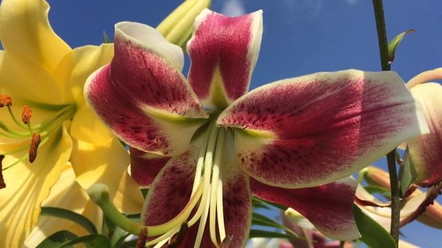 Лилия Shaherezada смотреть онлайн