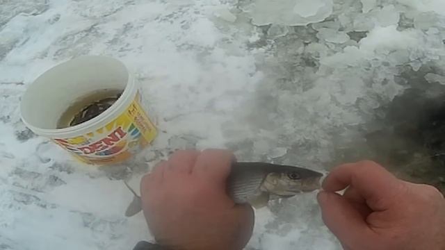 ЛОВИМ НАЛИМА \ А КЛЮЁТ ХАРИУС смотреть онлайн