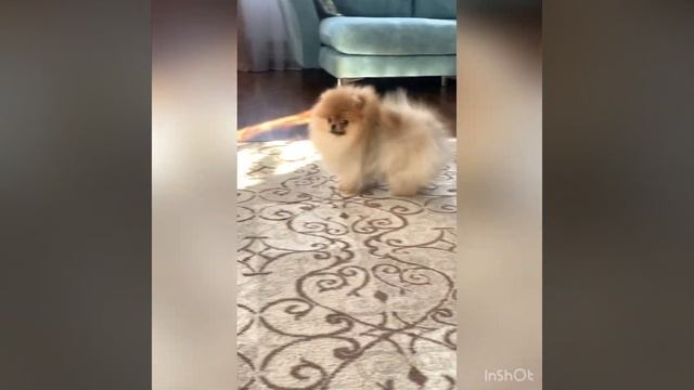 Померанский Шпиц ( FAMILY DRAGONS ) смотреть онлайн