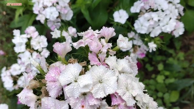 How To Grow & Care Dianthus barbatus (Sweet William) | Best Fertilizer for Dianthus barbatus | смотреть онлайн