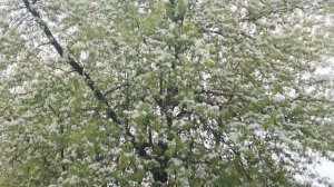 Обухово. Ногинский район. Московская область.