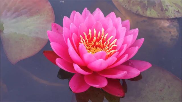 Нимфея Miss Siam (Мисс Сиам) кувшинка, waterlily, водные растения, пруд смотреть онлайн