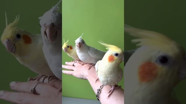 Ручные Птенцы Кореллы. Альбино. Лютино смотреть онлайн