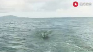 Акула съела  людей