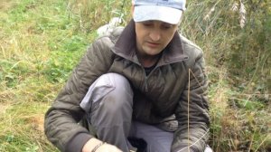 Сбор калгана.