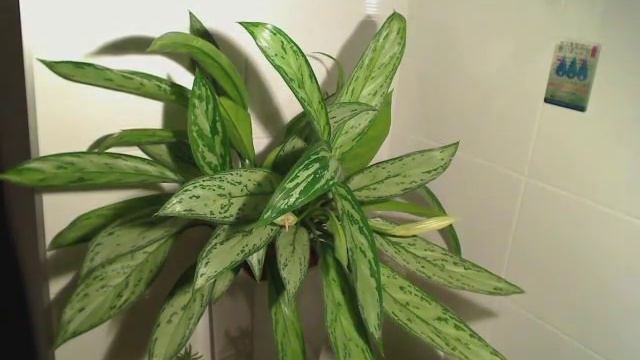 Aglaonema #01 Time Lapse смотреть онлайн