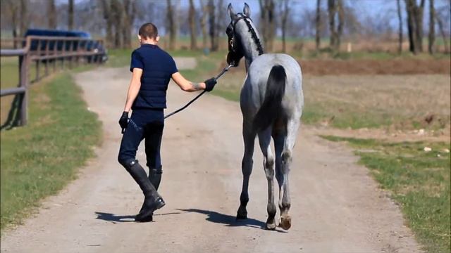 ПРОДАН! colt Lincor by Lido-Impresario-Cornet Obolensky *2017 (9 months old) смотреть онлайн