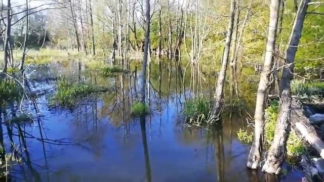 Приток реки Свислочь смотреть онлайн