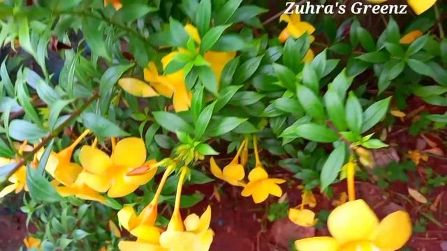 Allamanda plant care tips/How to grow and care allamanda plant/Garden malayalam/Allamanda plant смотреть онлайн
