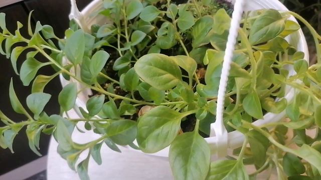 петуния из семян всегда пышная и зелёная