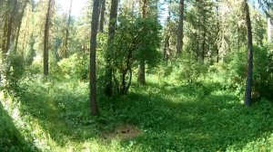 Поход на Мультинские озера. Часть 1. Пешком из Маральника на Нижнее Мультинское.