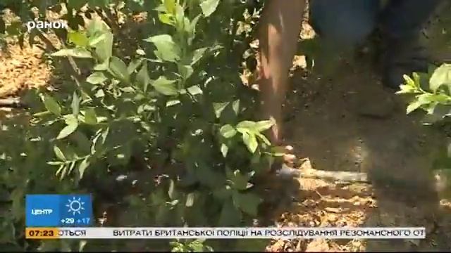 Прибыльный бизнес: ягодная ферма смотреть онлайн