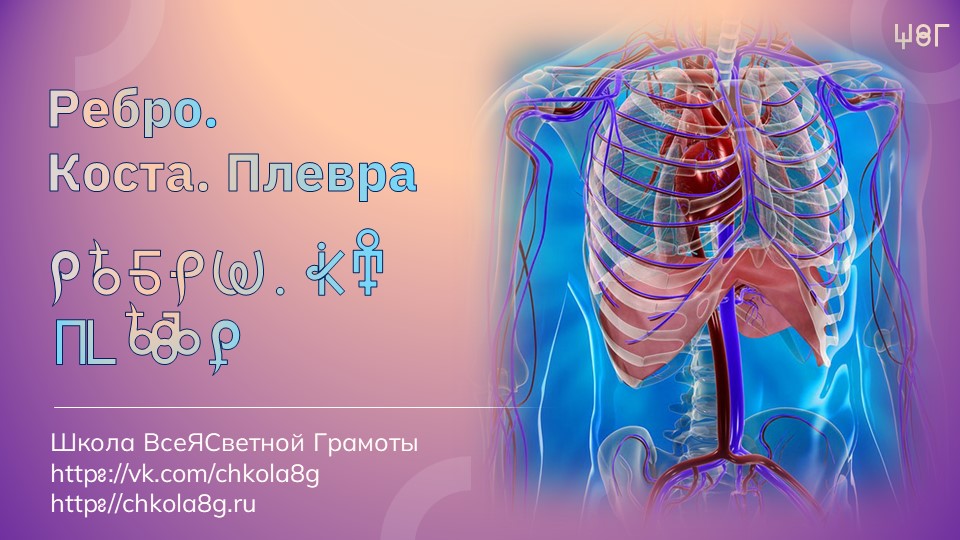 Ребро. Плевра. ВсеЯСветная Грамота смотреть онлайн