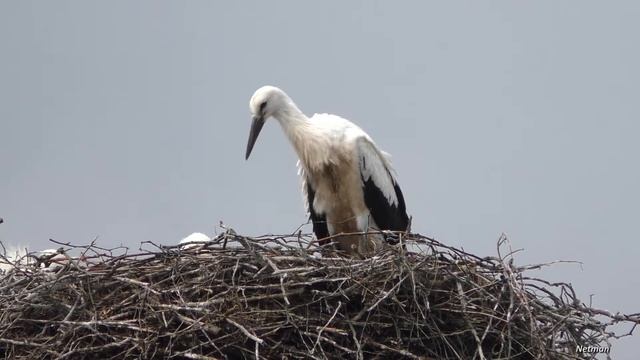 Аист / Гнездо аиста (stork)