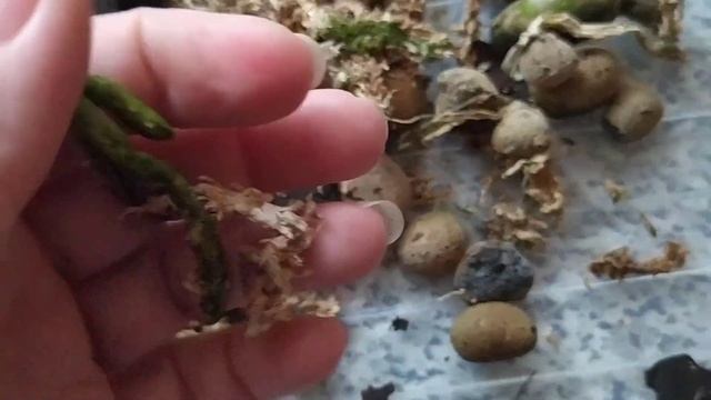 Пересадка орхидеи Pink Crystal Crown. ??? смотреть онлайн