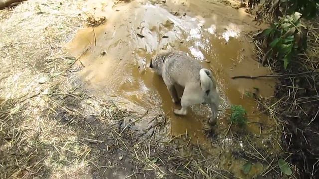 Собака спасается от жары смотреть онлайн
