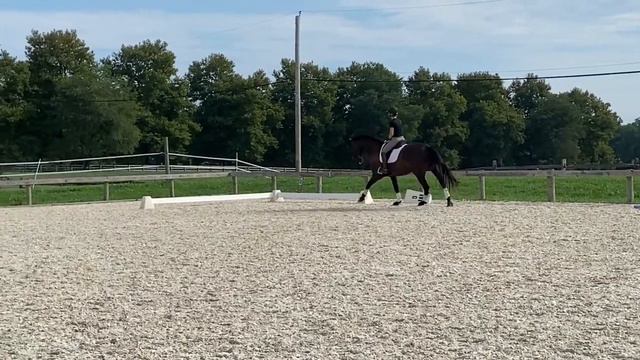 World Player Dressage смотреть онлайн