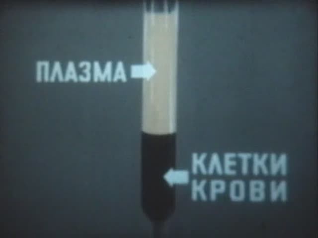 Физиология человека. Клетки крови