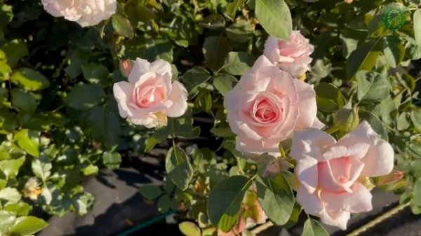 Роза Александр Пушкин и Роза Чандос Бьюти -поэзия нежных тонов. Питомник растений Е. Иващенко