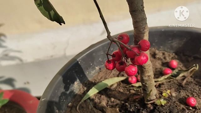 Beautiful Ornamental plant Ardisia Crenata/Christmas berry plant/ Coral Ardisia смотреть онлайн