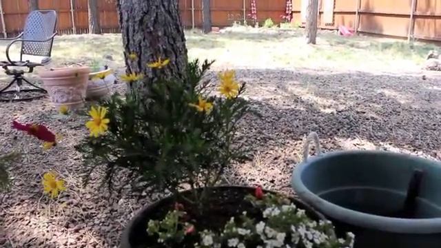 Container Gardens--Thrillers, Spillers, and Fillers смотреть онлайн