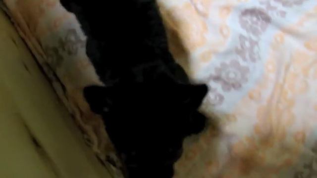 Зоопарк: рык 1-месячного ягуара Наоми смотреть онлайн