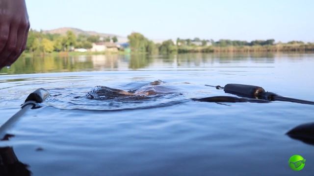 CARP FISHING | Laurentia lake смотреть онлайн