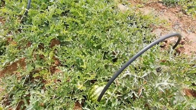 Евлаштауские арбузы 2019, видео 12, 10.07. смотреть онлайн