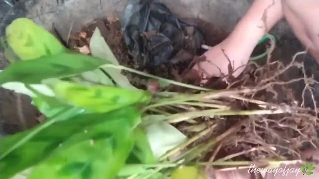 How To Grow Maranta Plant Stachyphrynium Repens